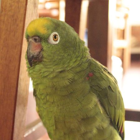 Yacumaman Sanctuary Villa ตาราโปโต ภายนอก รูปภาพ